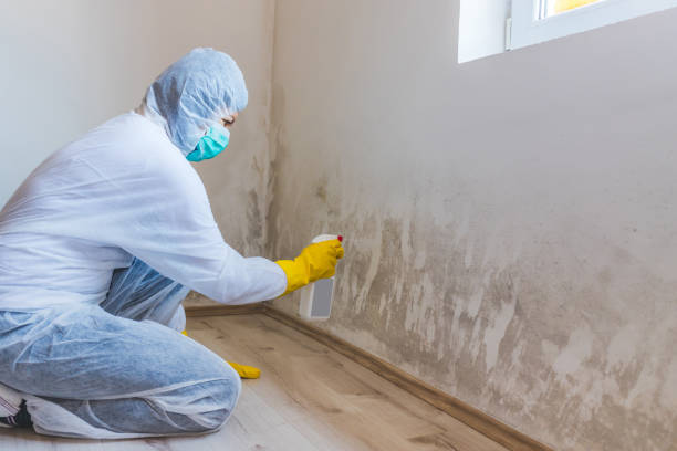Licensed Basement Mold Remediation service in Sharpsburg, PA - WQB Mold Removal